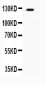 Anti-AFF4 Picoband Antibody