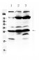 Anti-RanBP1 Picoband Antibody