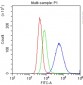 Anti-CD11a Picoband Antibody