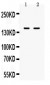 Anti-CD11a Picoband Antibody