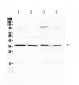 Anti-Annexin IV Picoband Antibody