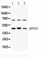 Anti-ARFGAP1 Antibody