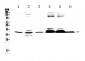 Anti-Musashi 1/Msi1 Picoband Antibody