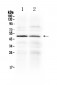 Anti-HtrA3 Picoband Antibody