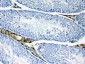 Anti-CPI17 alpha Picoband Antibody