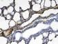 Anti-CPI17 alpha Picoband Antibody