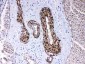 Anti-CPI17 alpha Picoband Antibody