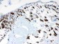 Anti-CPI17 alpha Picoband Antibody