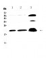 Anti-CPI17 alpha Picoband Antibody