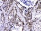 Anti-HnRNP F Picoband Antibody