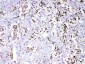 Anti-HnRNP F Picoband Antibody
