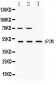 Anti-AP2M1 Picoband Antibody