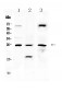 Anti-TIMP4 Picoband Antibody