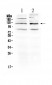 Anti-GABBR1 Picoband Antibody