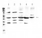 Anti-Bag5 Picoband Antibody