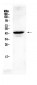 Anti-Connexin 45/GJA7 Picoband Antibody