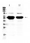 Anti-Alpha Amylase 1 Picoband Antibody