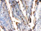 Anti-Actin Antibody (Monoclonal, AC-40)