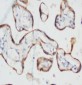 Anti-PCK Antibody (Monoclonal, C-11+PCK-26+CY-90+KS-1A3+M20+A53-B/A2)