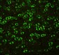 Anti-ABI1 Antibody