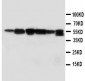 Anti-ABI1 Antibody