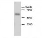 Anti-Alkaline Phosphatase Antibody