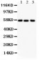 Anti-Alkaline Phosphatase Antibody