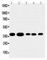 Anti-Annexin A1 Antibody