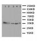 Anti-Annexin IV Antibody