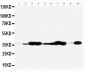 Anti-Annexin V Antibody