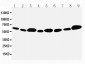 Anti-Apoptosis Inhibitor 5 Antibody