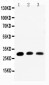 Anti-Aquaporin 1 Antibody