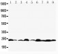 Anti-Bax Antibody