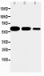 Anti-CD40/TNFRSF5 Antibody