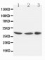 Anti-Connexin 43/GJA1 Antibody