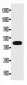 Anti-Connexin 43/GJA1 Antibody