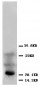 Anti-FGF4 Antibody