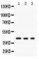 Anti-GAP43 Antibody