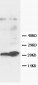 Anti-GST3/GST Pi Antibody