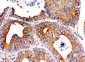 Anti-Integrin Alpha 1 Antibody