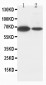 Anti-Lamin B1 Antibody