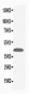 Anti-MAPK1/3 Antibody