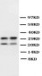 Anti-Myelin Basic Protein Antibody