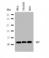 Anti-MIF Antibody