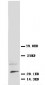 Anti-NGF/NGF beta Antibody