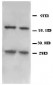 Anti-BNIP3 Antibody