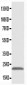 Anti-PMVK Antibody