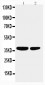 Anti-PP2A-alpha Antibody