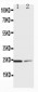 Anti-SOCS1 Antibody