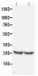 Anti-TIMP-4 Antibody